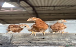 Chickens poultry for sale: Commercial brown pullets - Image 3