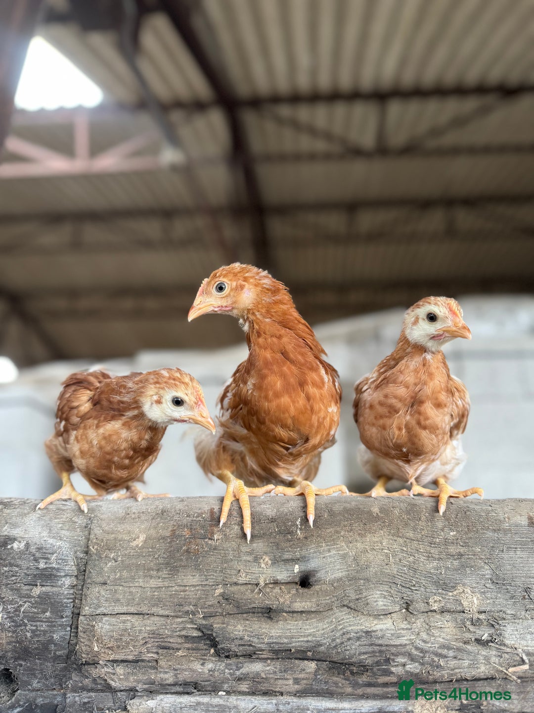 Chickens poultry for sale: Commercial brown pullets - Image 3