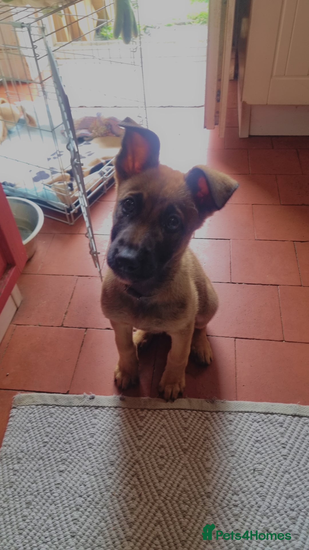 Belgian Shepherd Dog dogs for sale: 13/14 weeks Female malinois for sale £450  - Image 4