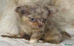 Chihuahua dogs for sale: Chihuahua long coat. Marble  - Image 14