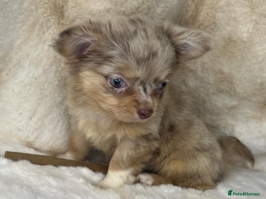 Chihuahua dogs for sale: Chihuahua long coat. Marble  - Image 14