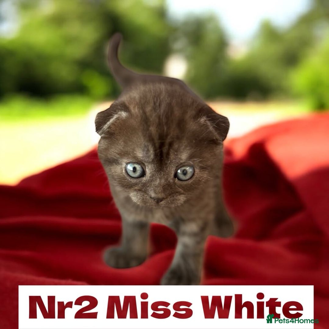 Scottish Fold cats for sale: 5 Full Pedigree Scottish Fold/Straight Kitens - Image 19