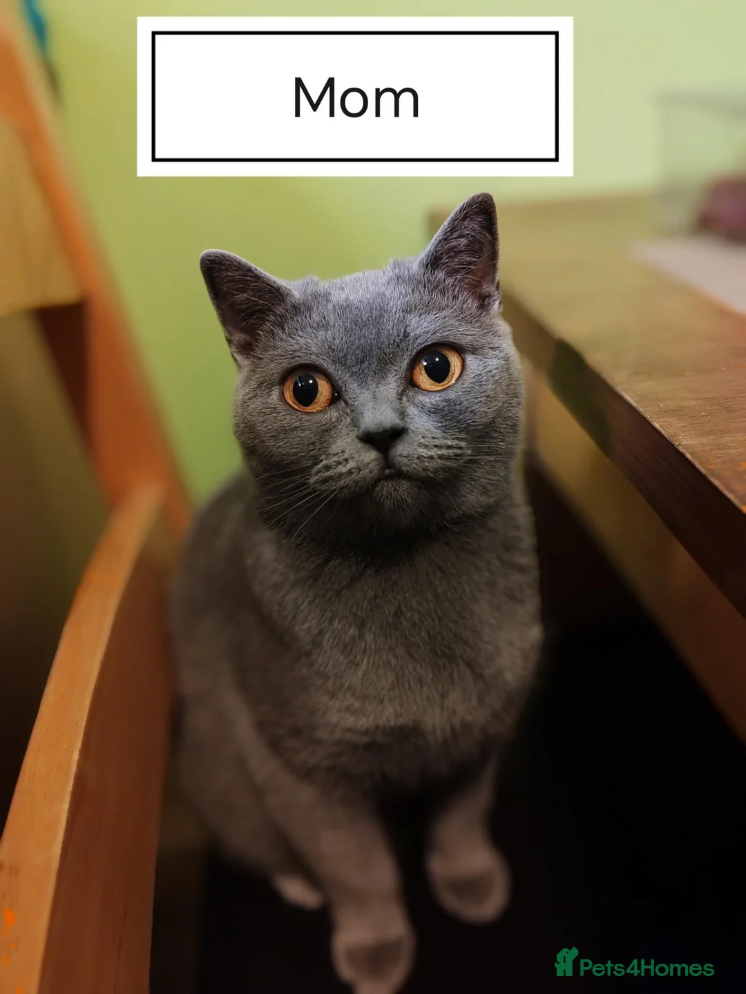 British Shorthair cats for sale: British shorthair kittens  - Advert 2