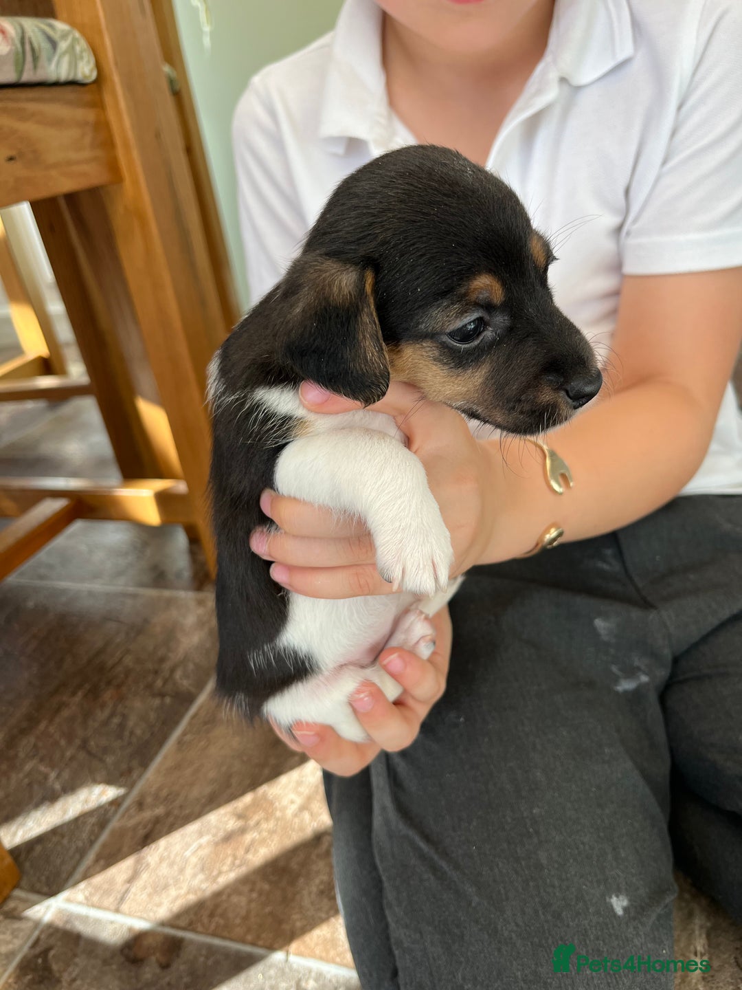 Jack Russell dogs for sale: Stunning little boys and girls - Image 10