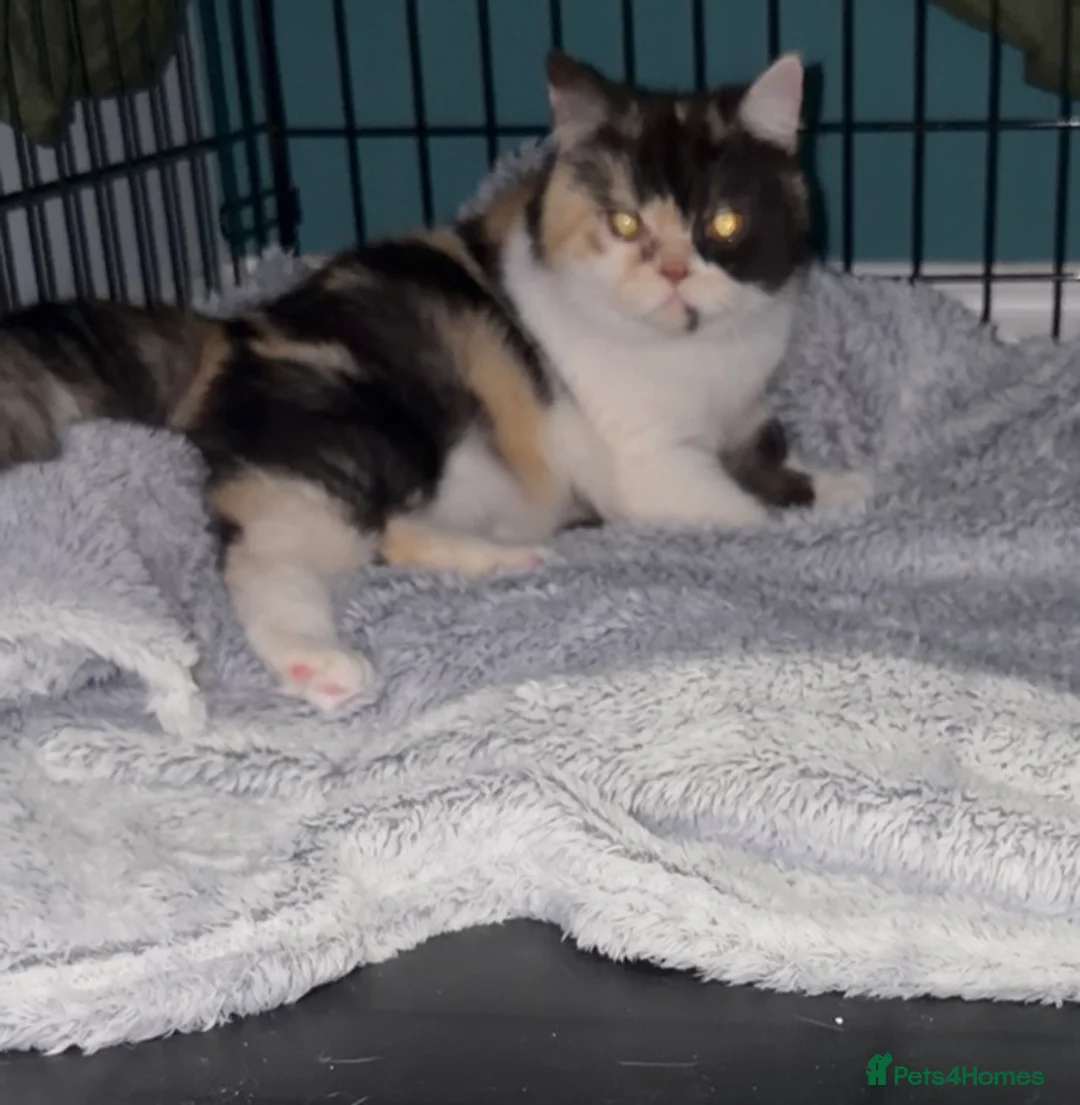 Persian cats for sale: Persian cat  - Advert 2