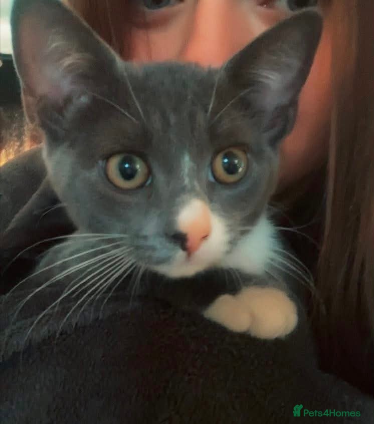 Bengal cats Bengal and grey kitten for forever home asap  - Advert 7