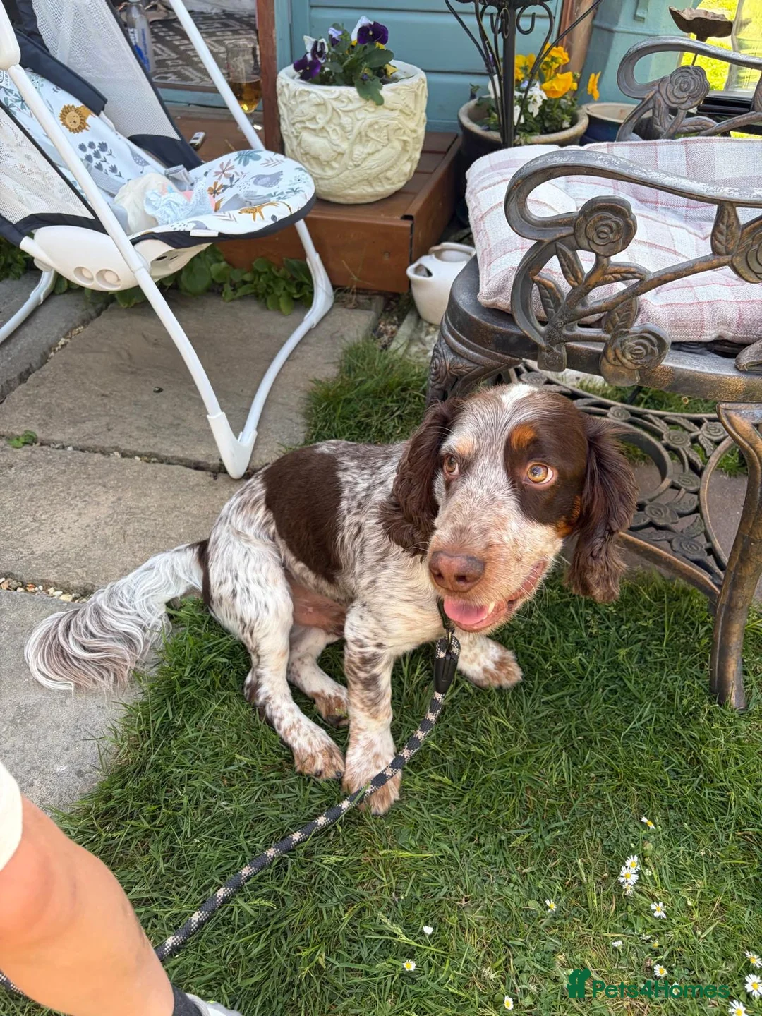 Sprocker dogs for stud: NEW STUD.  - Advert 2