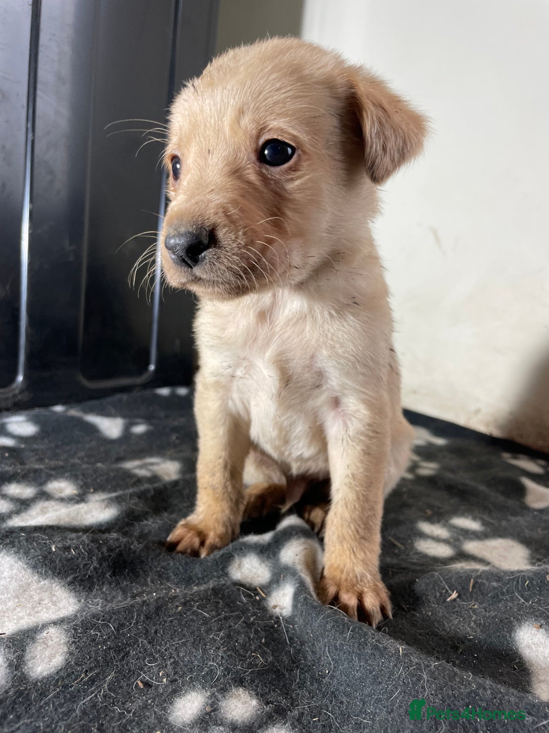 Labrador Retriever dogs for sale: Stunning chunky Labrador pups  - Advert 19