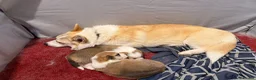 Welsh Corgi Pembroke dogs for sale: Handsome KC Reg Pembroke Corgi Pups in Caerphilly - Advert 21