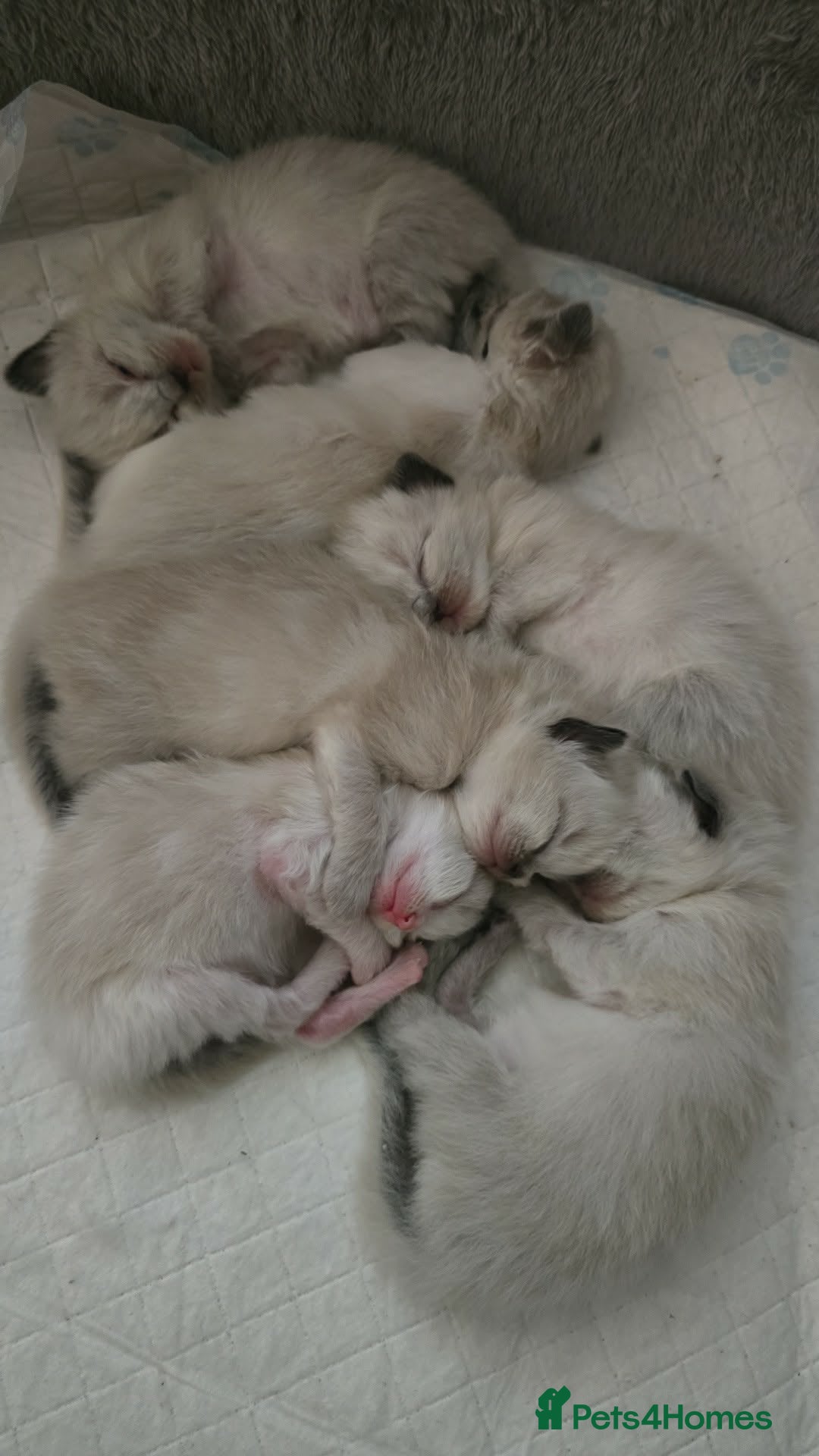 Ragdoll cats for sale: Sky kittens 😸 ♥️  - Advert 6