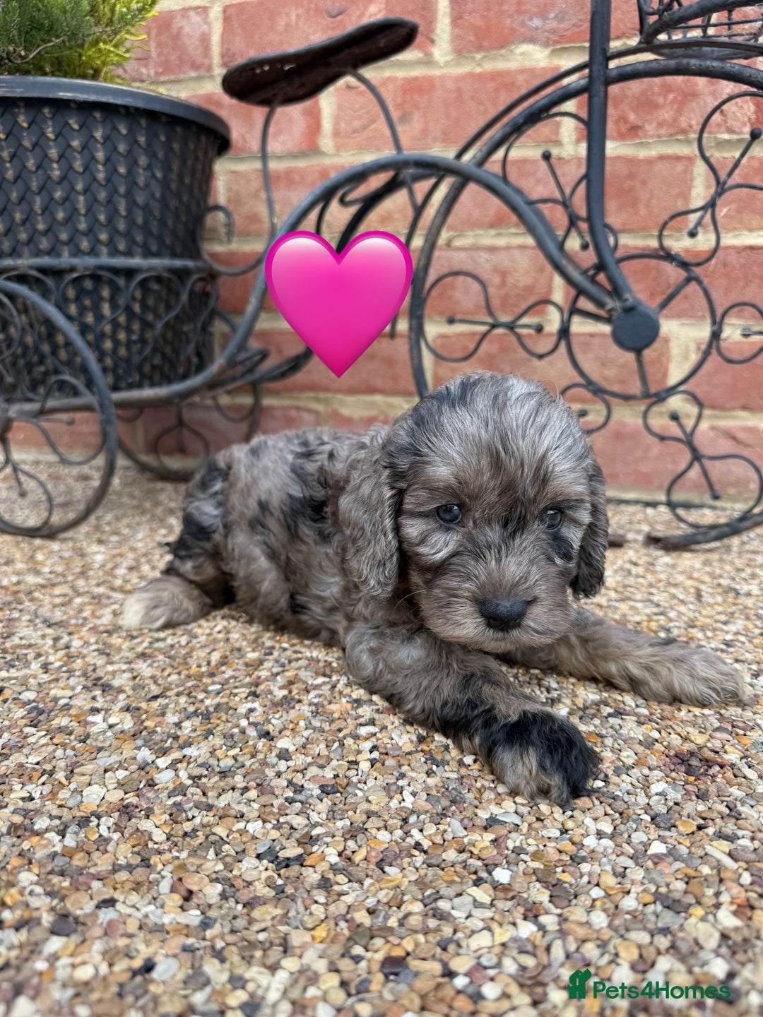 Cockapoo dogs for sale: Ready to leave Beautiful merle & gold  Cockapoos  - Image 23
