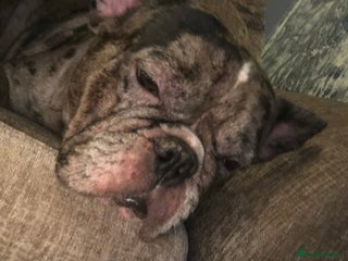 French Bulldog dogs 2 french bulldog - Advert 10