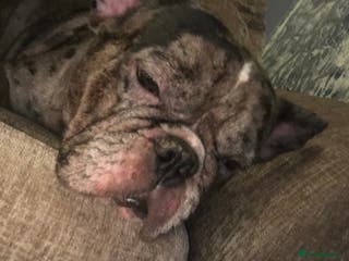 French Bulldog dogs 2 french bulldog - Advert 17