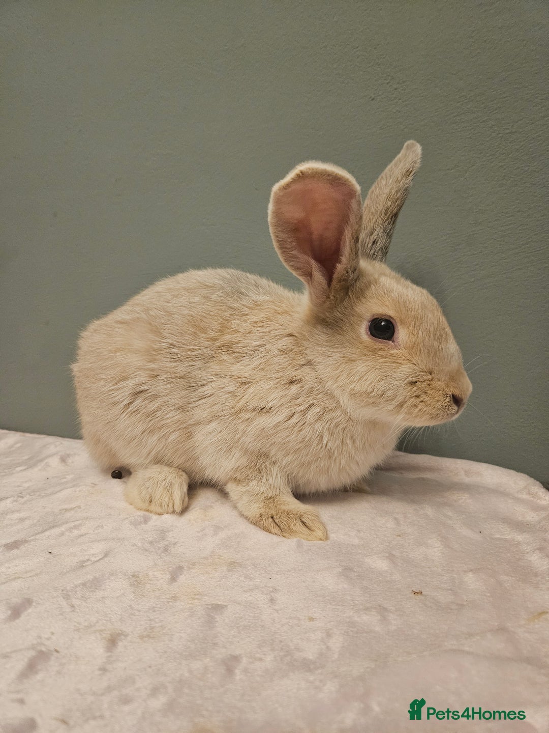 Mixed Breed rabbits for sale: Flemish Giant x buck ** last one left** - Advert 10