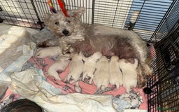 West Highland Terrier dogs for sale: West Highland Terrier Puppies - Image 1