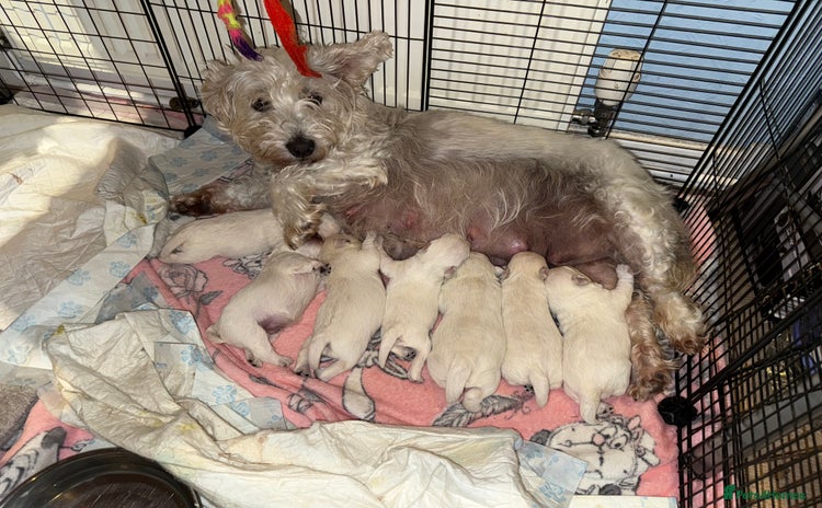 West Highland Terrier dogs - Advert 1