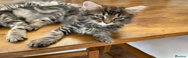 Maine Coon 1