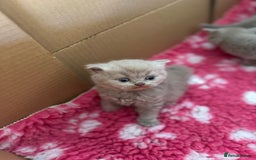 British Shorthair cats for sale: GCCF registered lilac kittens  - Image 13