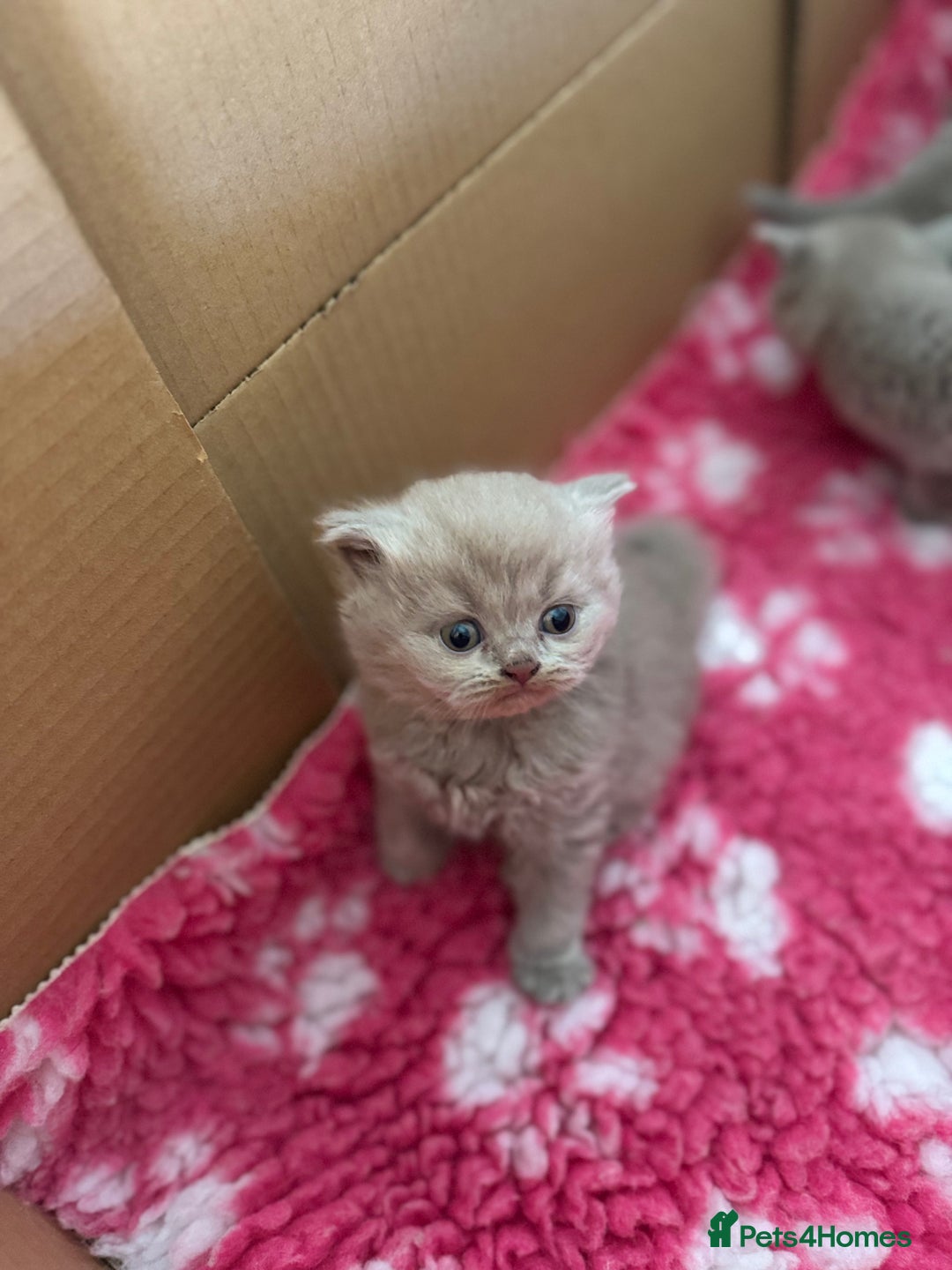 British Shorthair cats for sale: GCCF registered lilac kittens  - Image 13