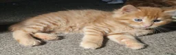 Mixed Breed cats for sale: Playful Cute ginger kittens ready for new homes - Advert 8