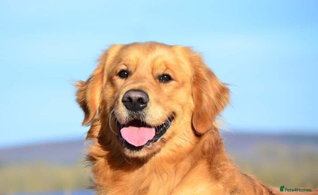Golden Retriever dogs for sale: KC registered, Health Certificated, DARK SHOW Line - Image 6