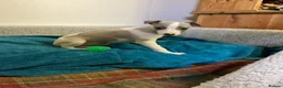 Whippet dogs for sale: Whippet  - Advert 21