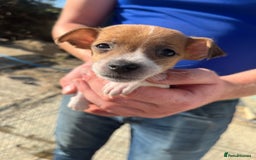 Jack Russell dogs for sale: Jack russle puppies  - Image 8