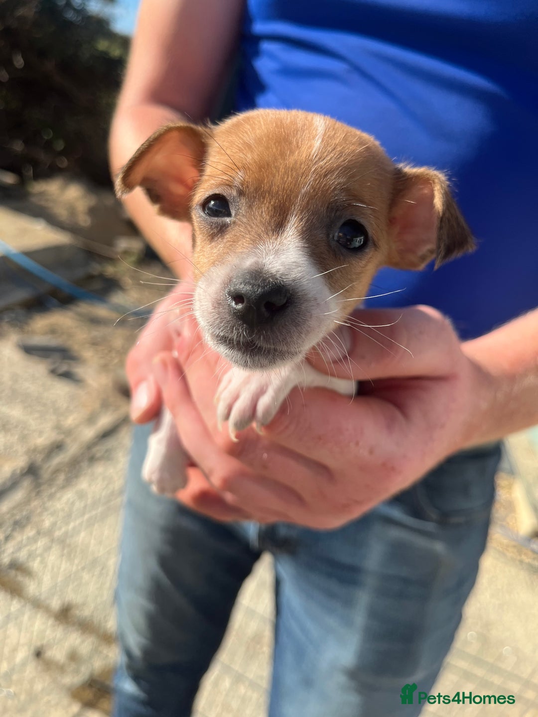 Jack Russell dogs for sale: Jack russle puppies  - Image 8