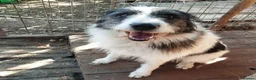 Mixed Breed dogs for adoption: Smiley Rosie  in Saint Austell - Advert 7