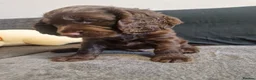 Cocker Spaniel dogs for sale: Cocker spaniel puppies  - Advert 18