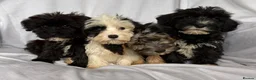 Mixed Breed dogs for sale: Sealyham X Poodle Puppies  - Advert 7