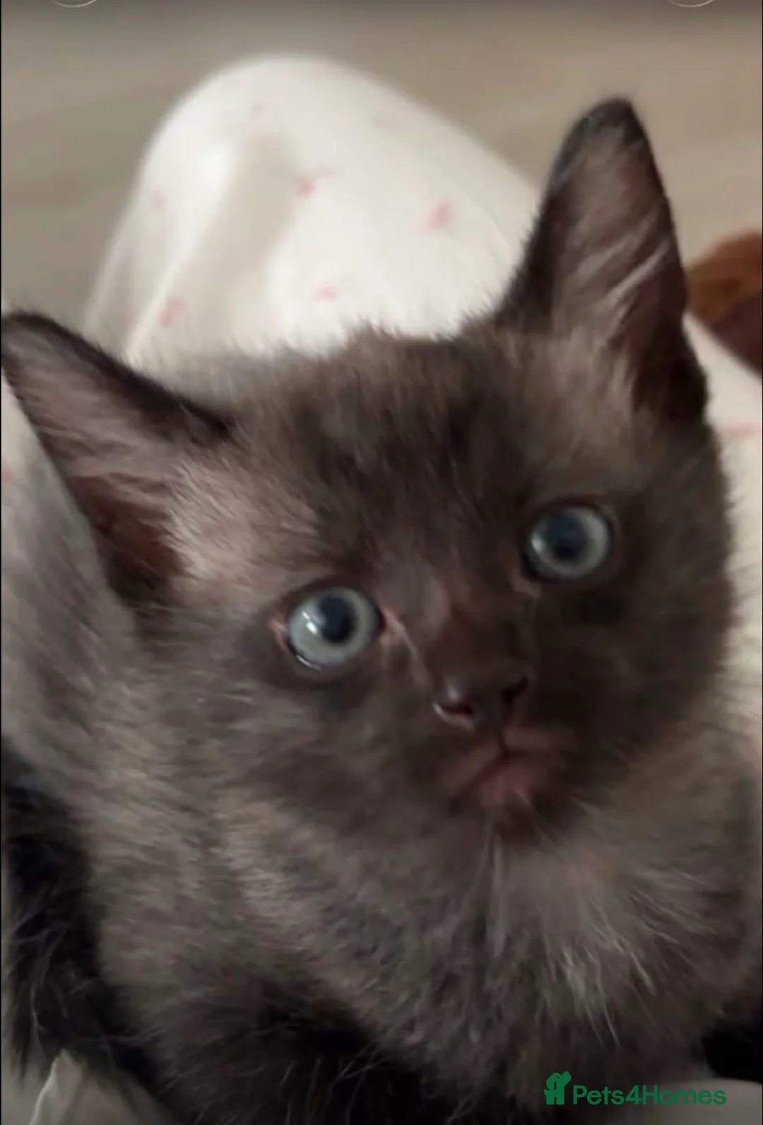 Mixed Breed cats for sale: Siamese cross kitten in Rhyl - Advert 2