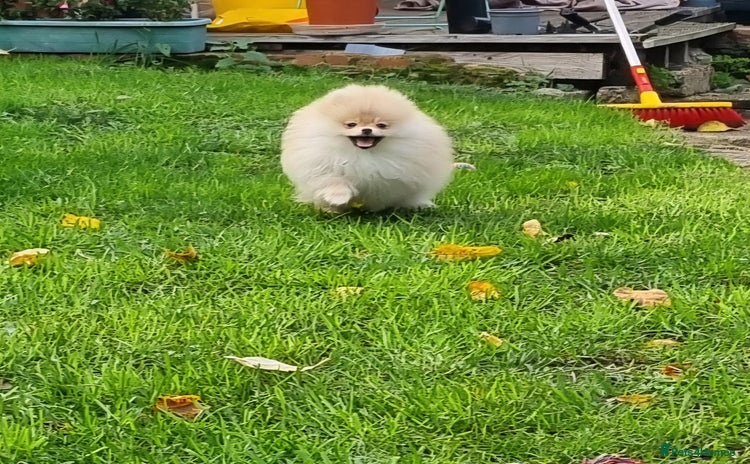 Pomeranian dogs CHAMPION BLOODLINE 3 female 1 male - Advert 2