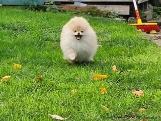 Pomeranian dogs CHAMPION BLOODLINE 3 female 1 male - Advert 17