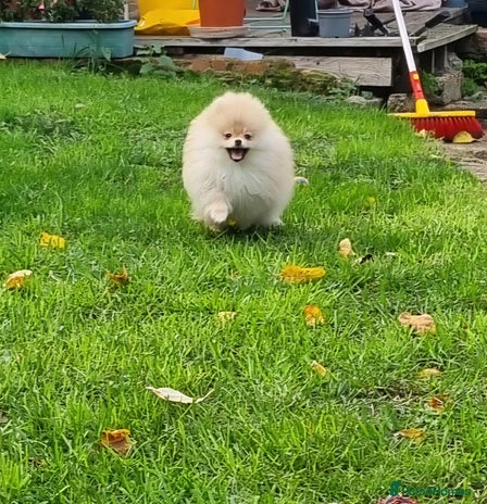 Pomeranian dogs CHAMPION BLOODLINE 3 female 1 male - Advert 2