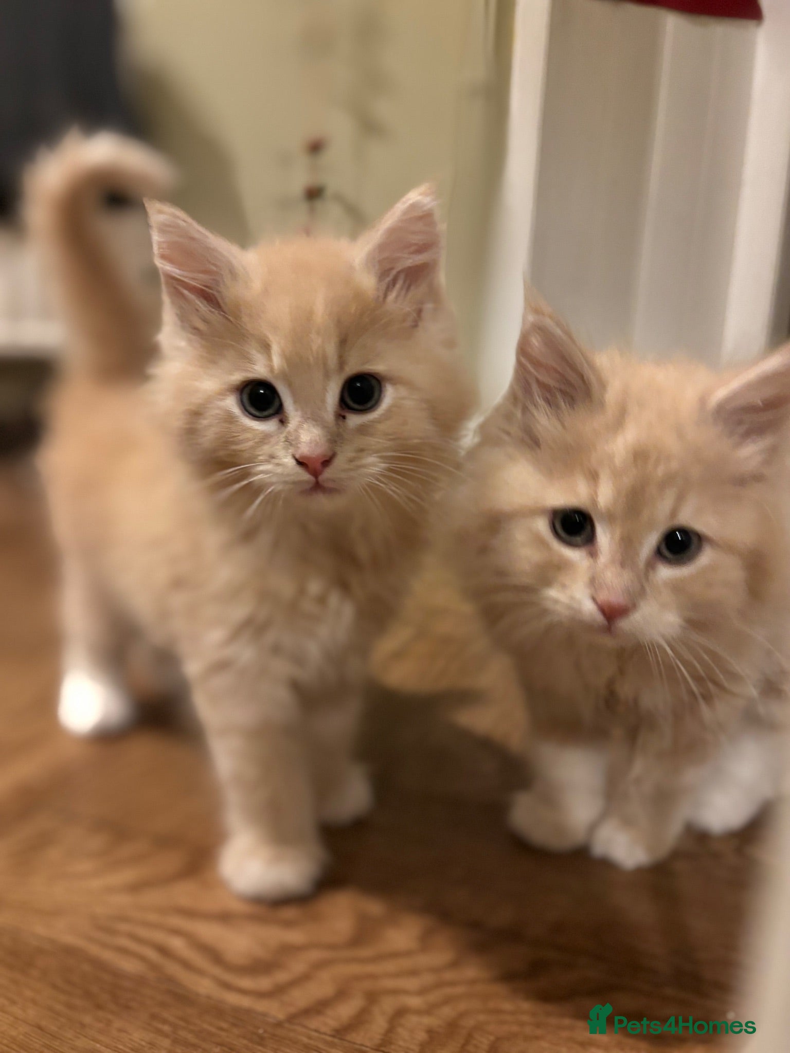 Maine Coon cats Stunning mainecoon cross kittens  - Advert 16