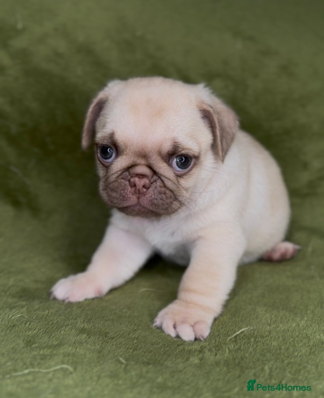 Pug dogs for sale: 3 beautiful pugs looking for there forever home - Image 6