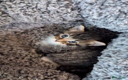 Mixed Breed cats for sale: 4 adorable Ragdoll/Tabby mix kittens - Image 6