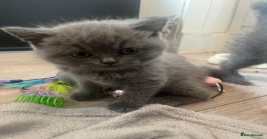 British Shorthair cats - Advert 7
