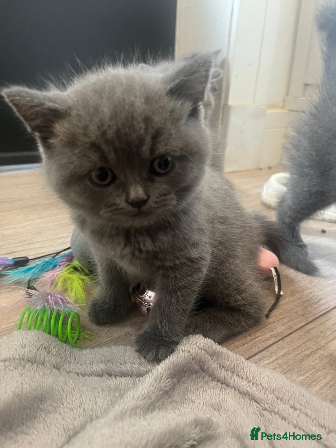 British Shorthair cats for sale: British Blue Shorthair Kittens(Male) 3/4 available - Image 3