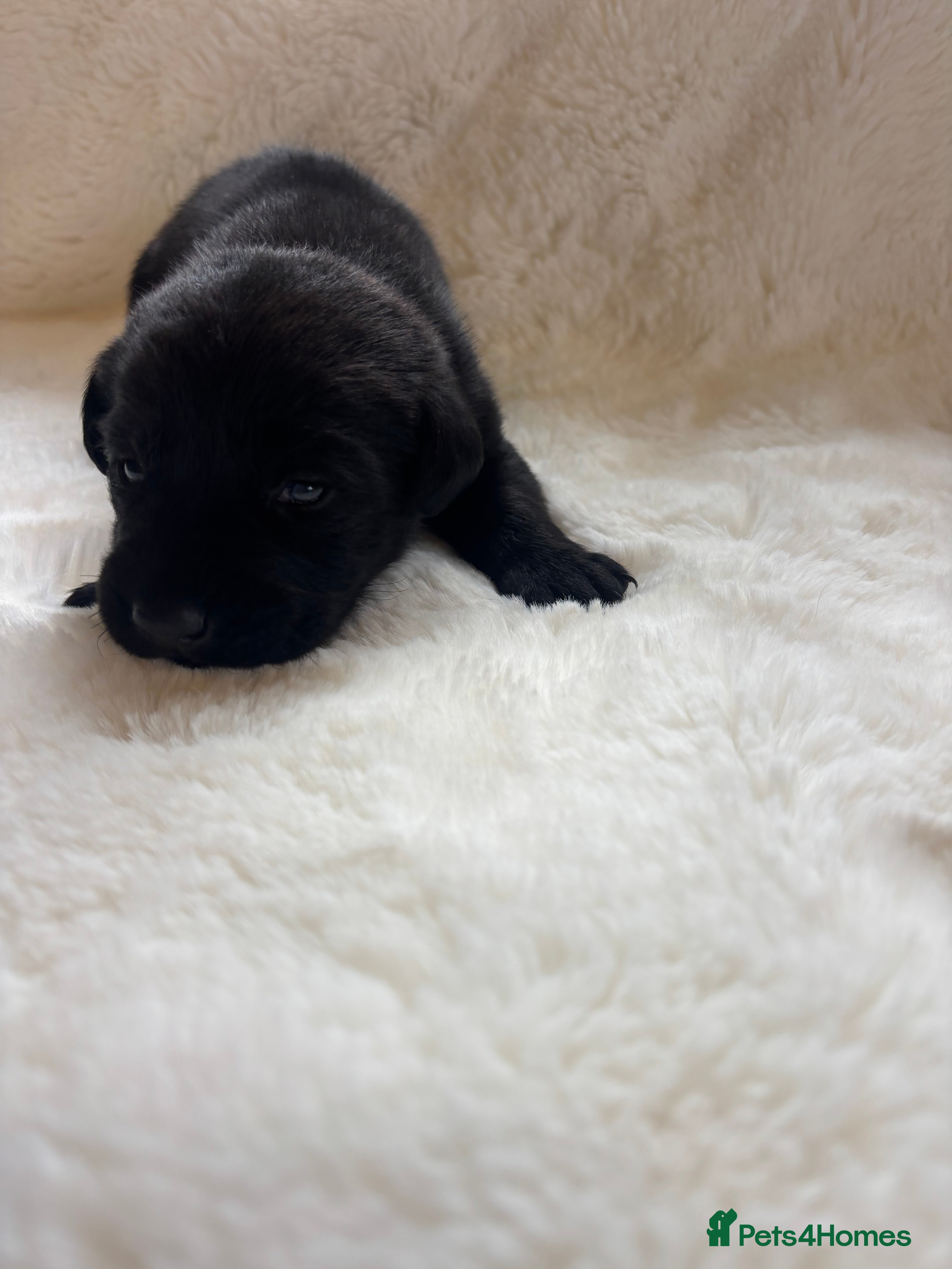Labrador Retriever dogs D.N.A. Tested Labrador Puppies - Advert 2