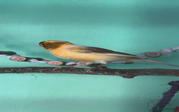 Canaries birds for sale: 2female canaries  - Image 5