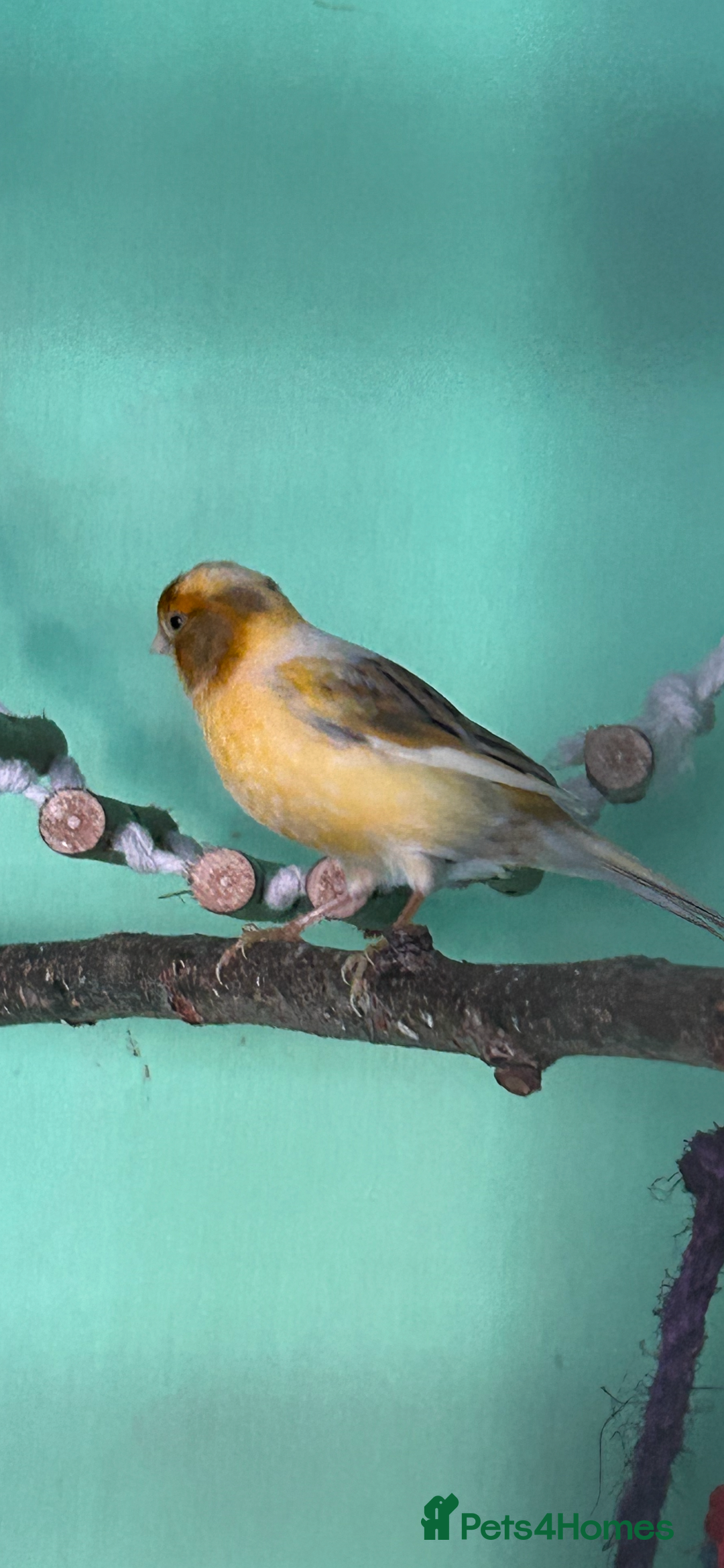 Canaries birds for sale: 2female canaries  - Image 5