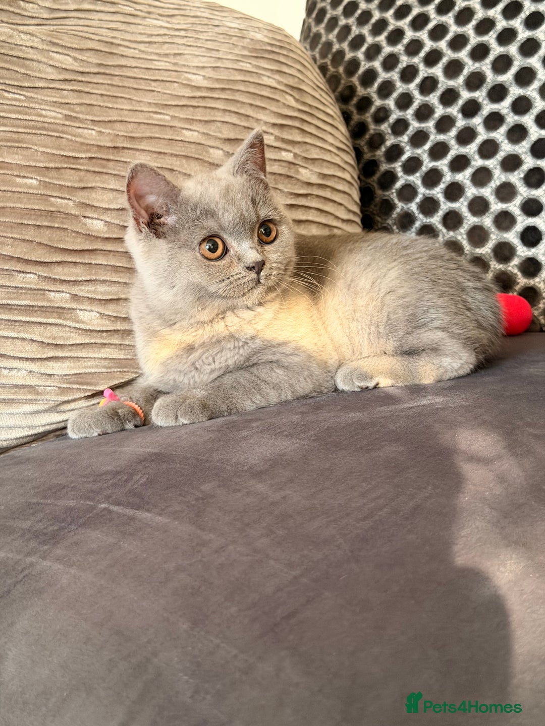British Shorthair cats for sale: British Shorthair kittens and Mum for sale - Image 1