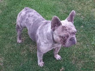 French Bulldog dogs in Wednesbury - Advert 23