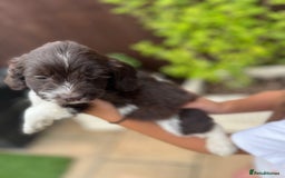 Mixed Breed dogs for sale: Beautiful cockapooXspringer puppies - Image 21