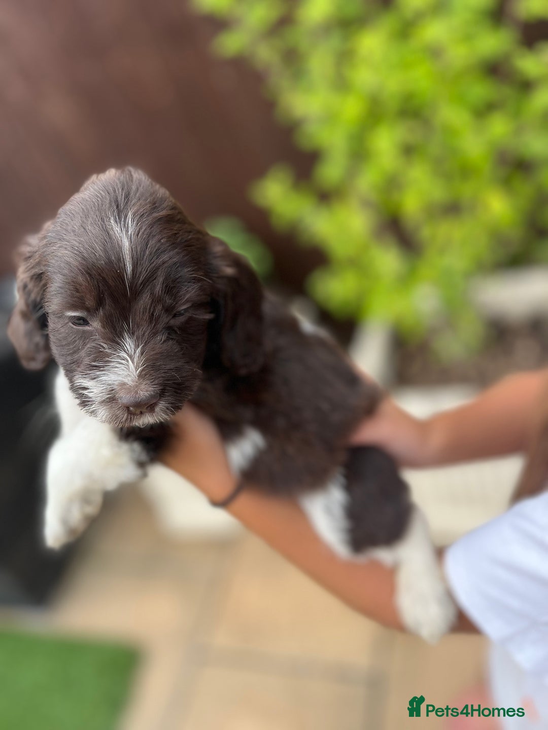 Mixed Breed dogs for sale: Beautiful cockapooXspringer puppies - Image 21