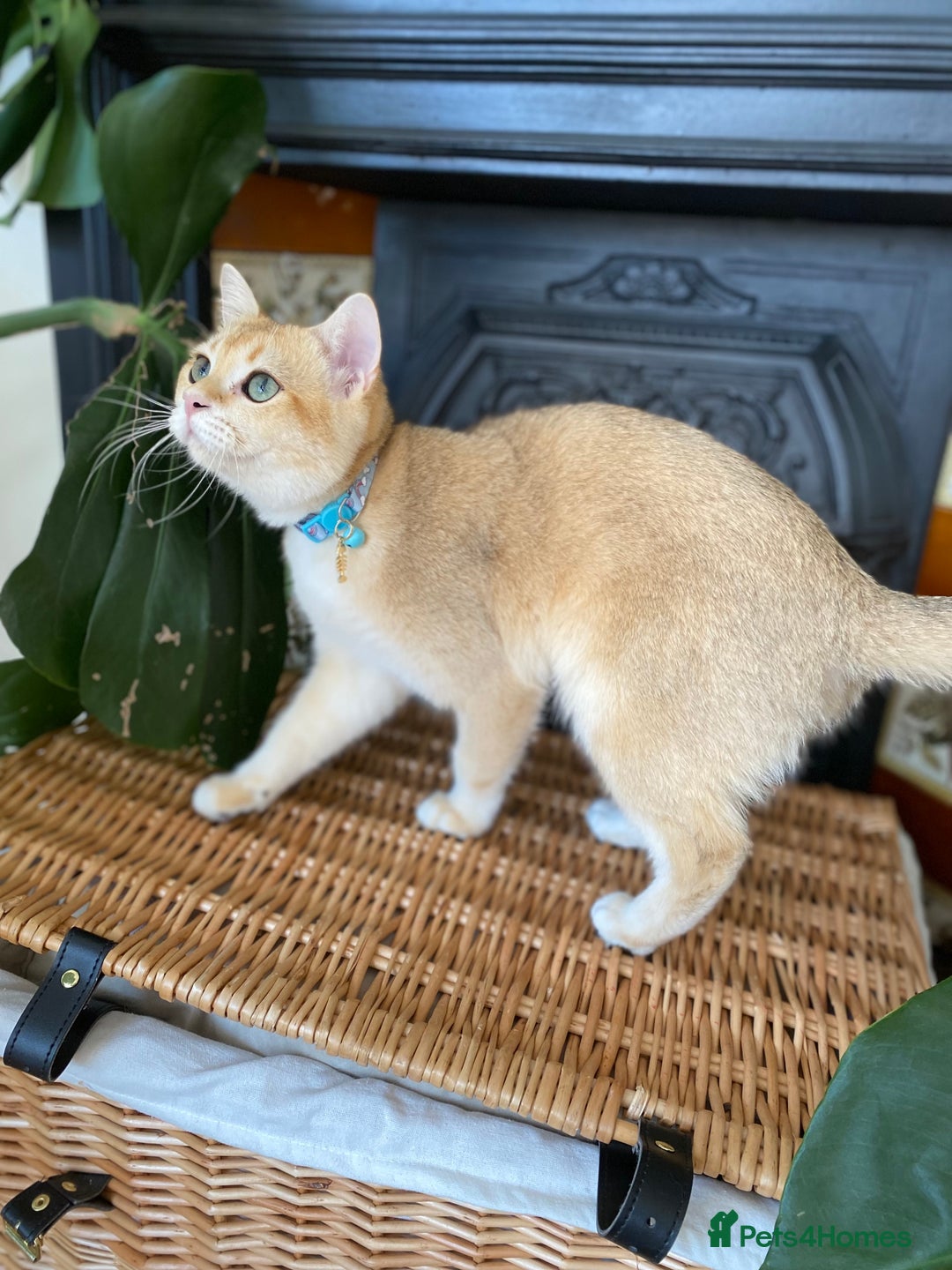 Scottish Fold cats for sale: Golden Scottish Straight NY12 - Image 2