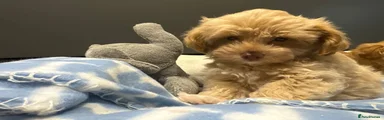 Maltipoo 3