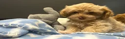 Maltipoo dogs for sale: Multipoo Puppies For Sale - Advert 9